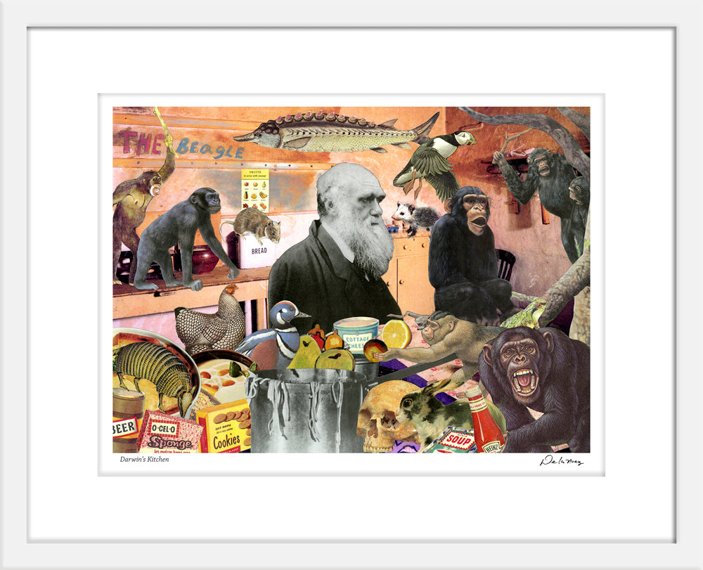 Darwin's Kitchen Print